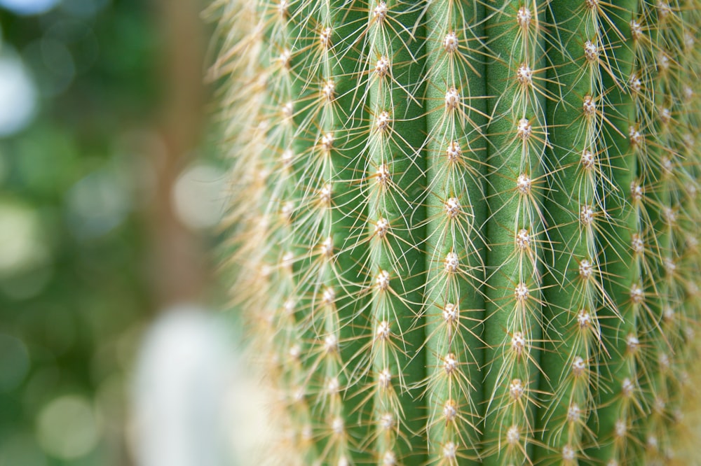 selective focus photography of green cactus