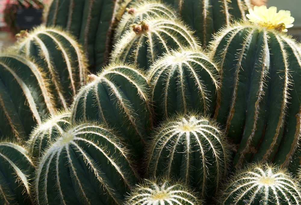 green cacti during daytime