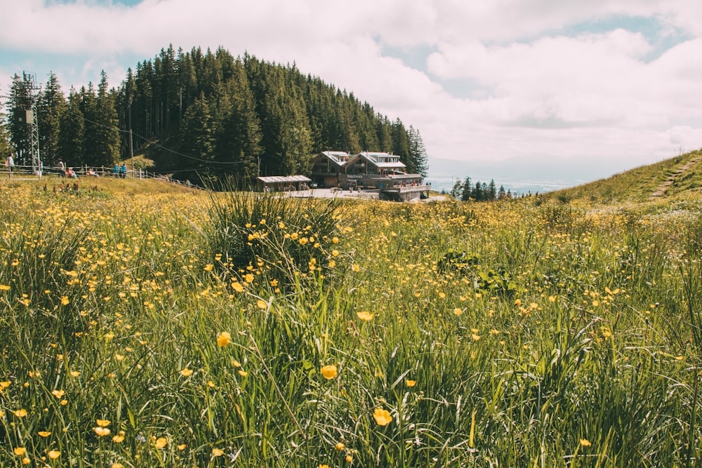 yellow flower field in green field surrounded with tall and green trees