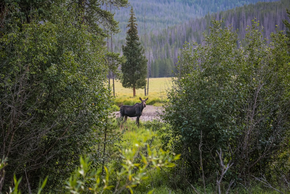 gray deer in green field surrounded with tall and green trees