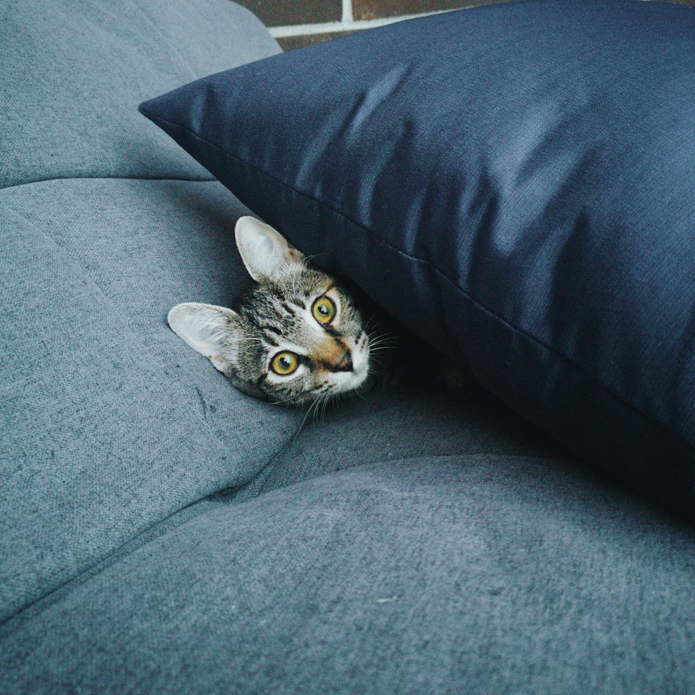 gray tabby cat under gray throw pillow