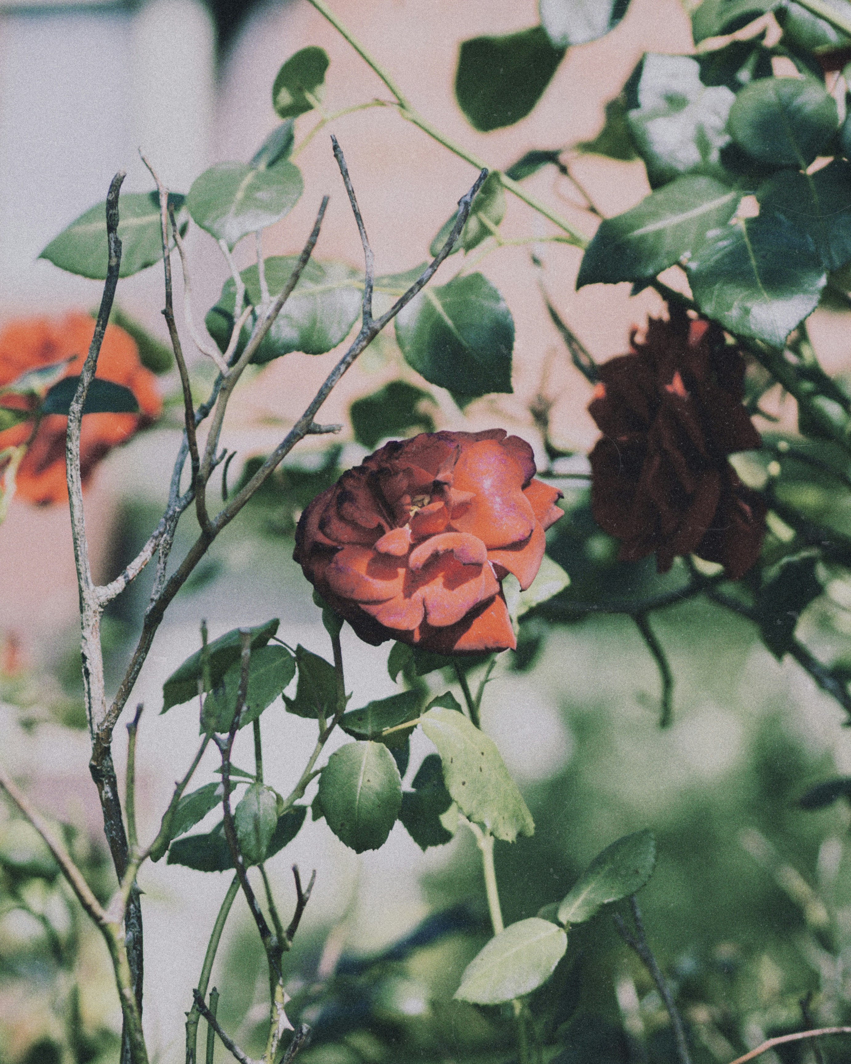 Photo by milandegraeve