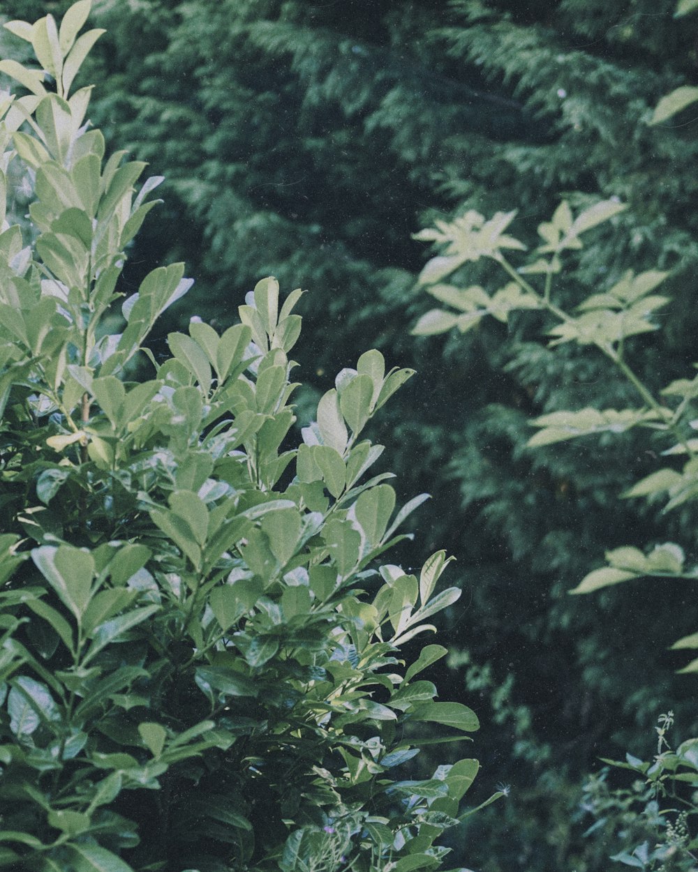 green-leafed plant