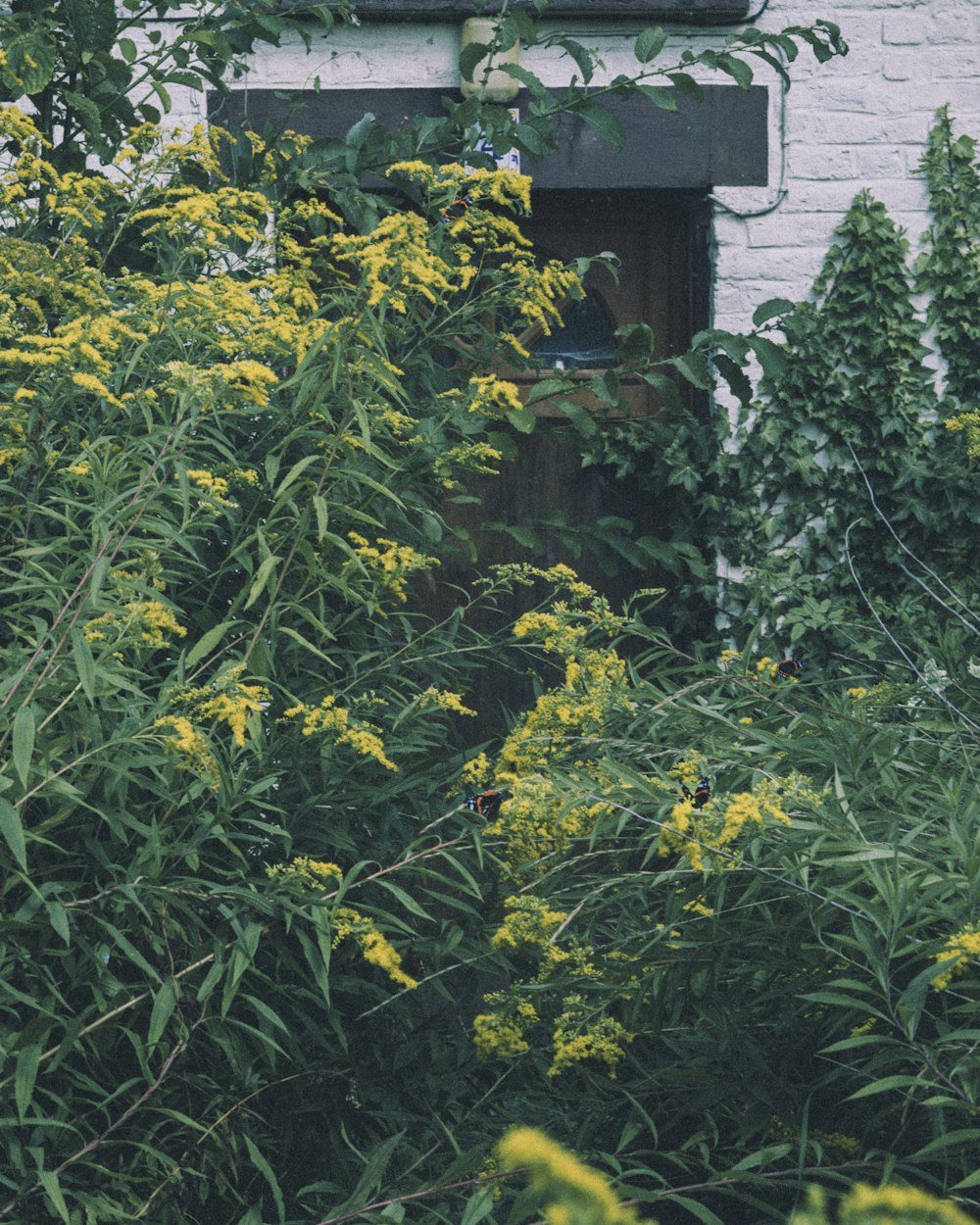 yellow petaled flowers