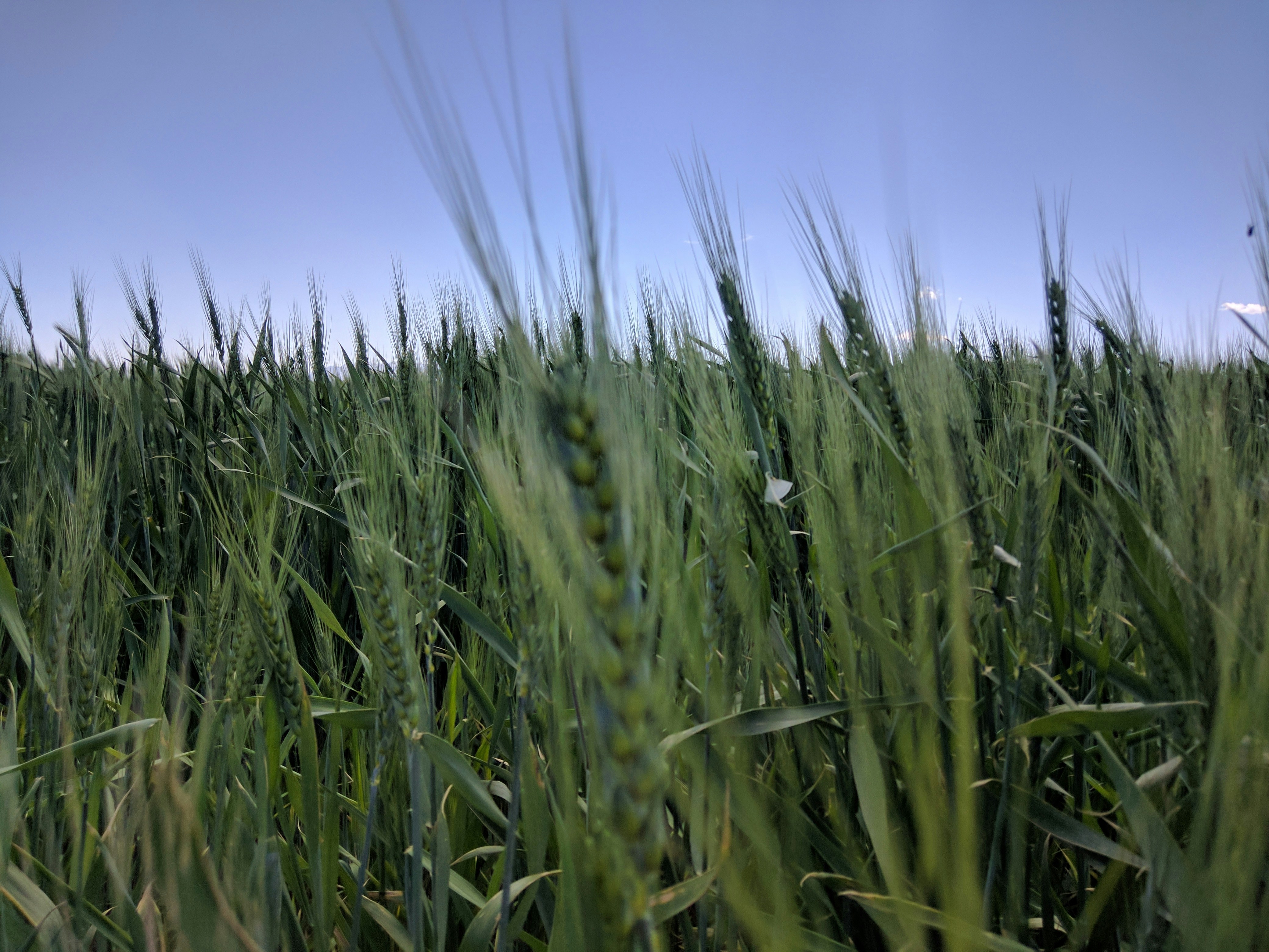green wheat field under blue and white skies
