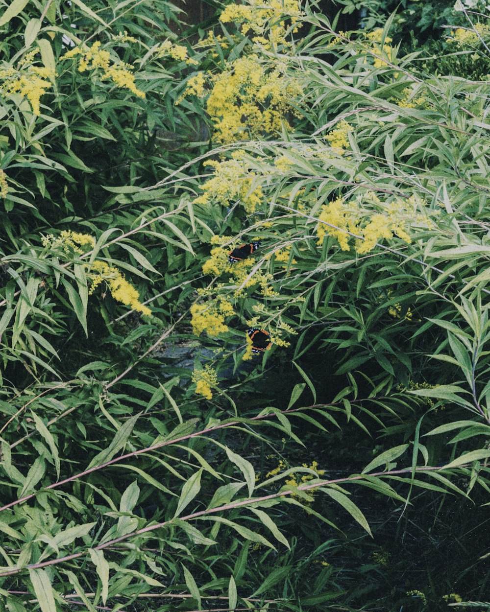 green and yellow plant with flowers