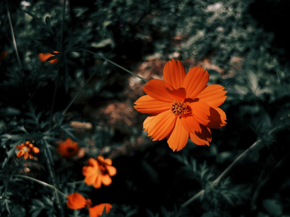 orange flower