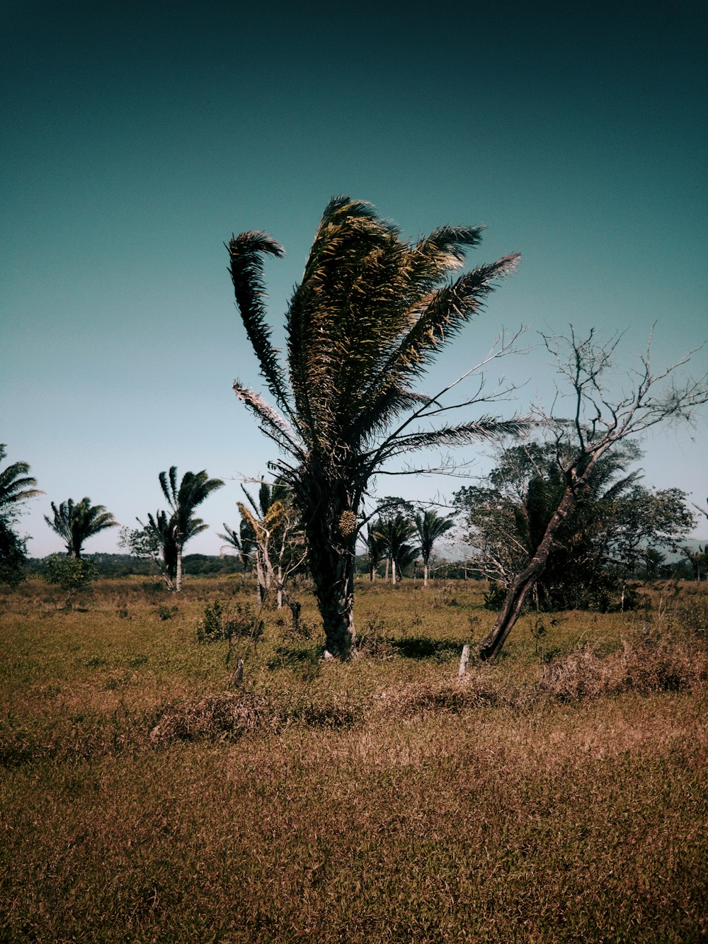 wind blowing on green palm trees during daytime