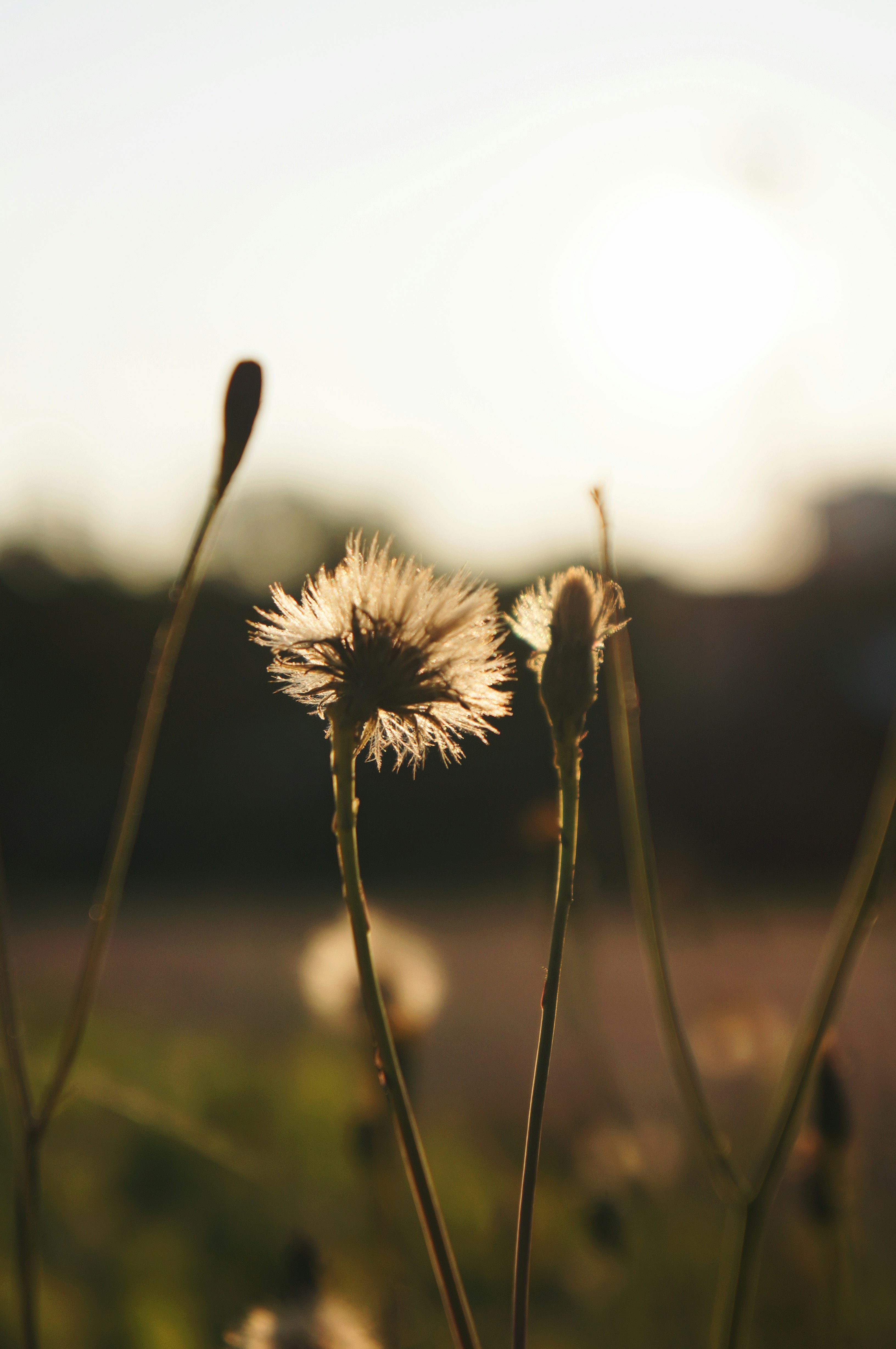 Photo by chocopiefly