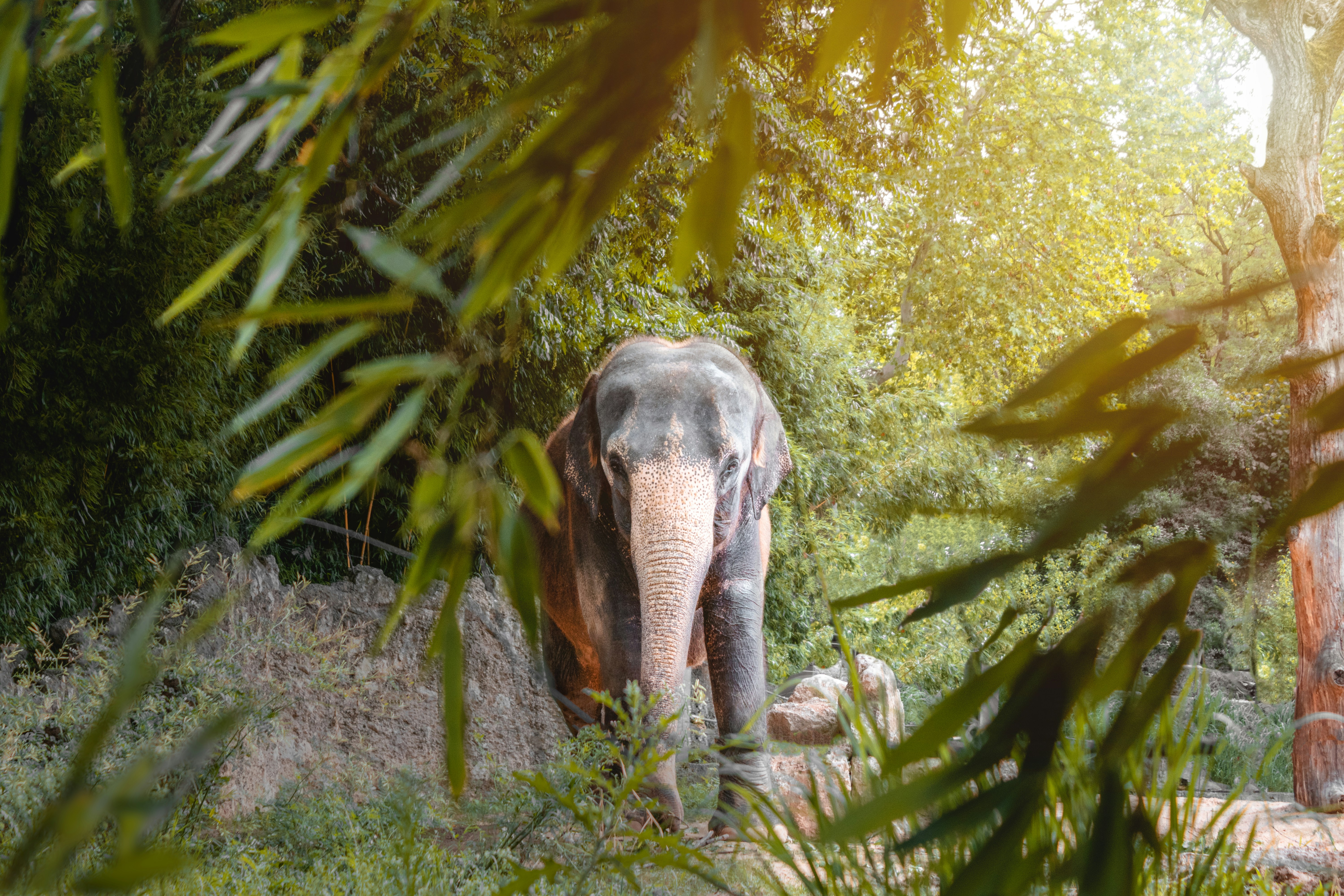 focus photography of black elephant