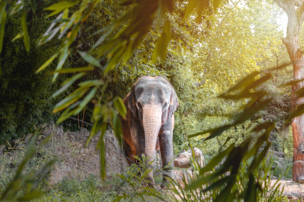focus photography of black elephant