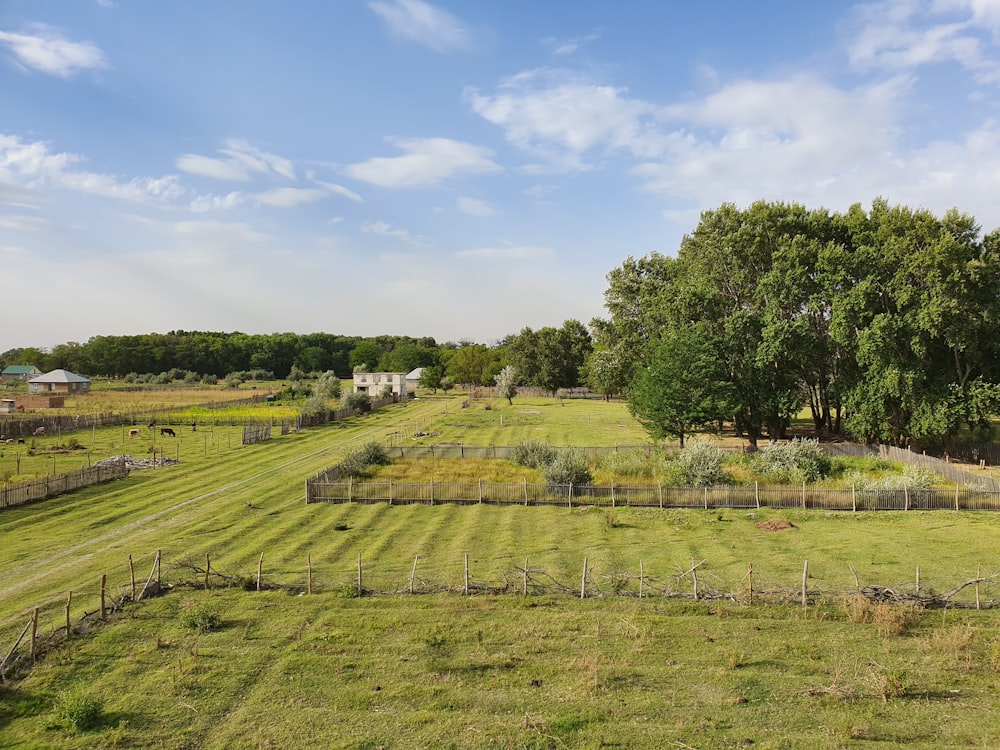 green grass field