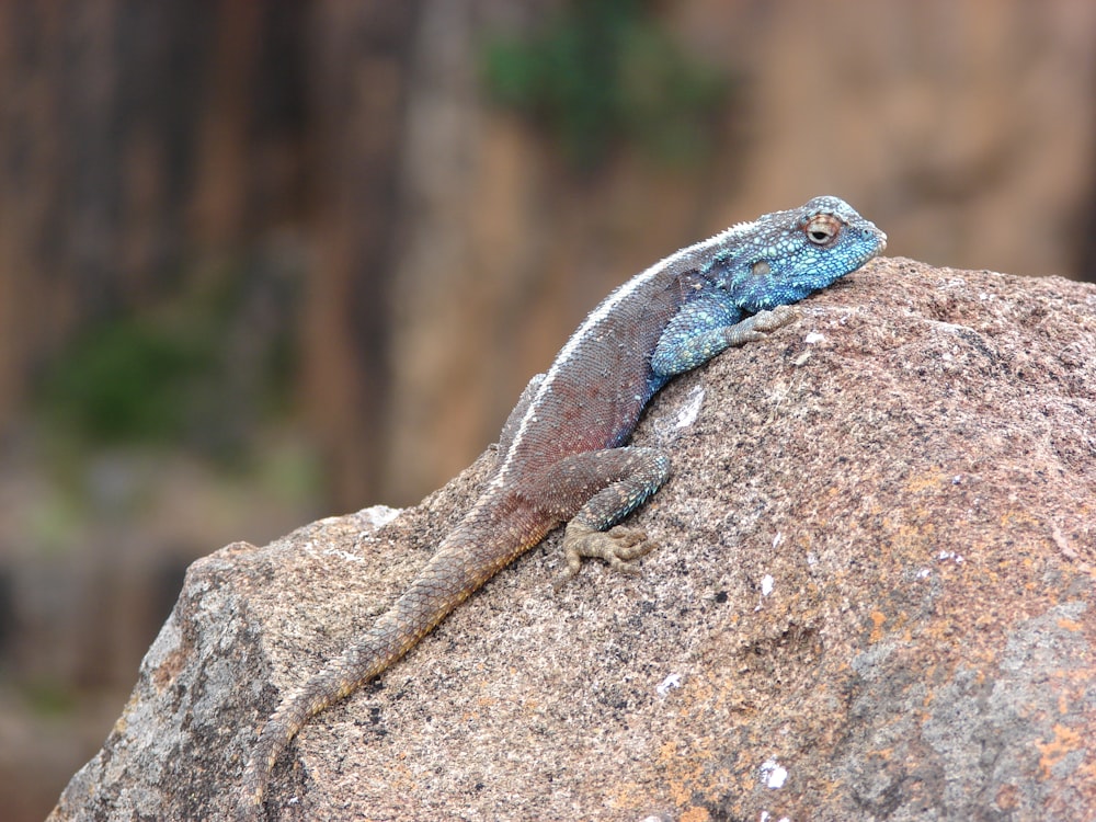 blue chameleon on rock