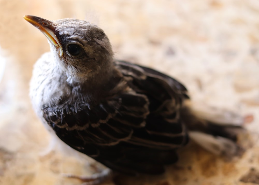 black and gray bird