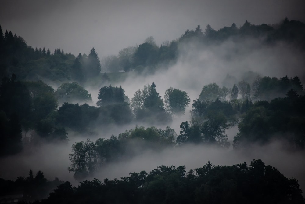 foggy forest