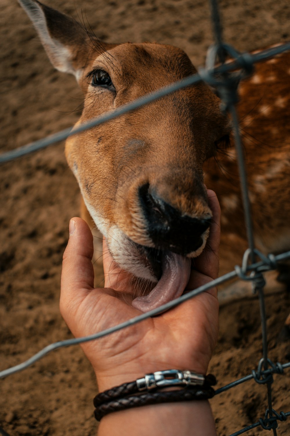 brown deer