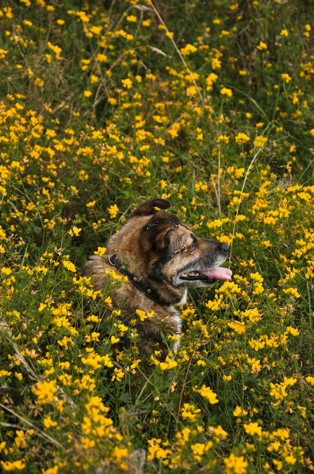 Perro marrón rodeado de flores