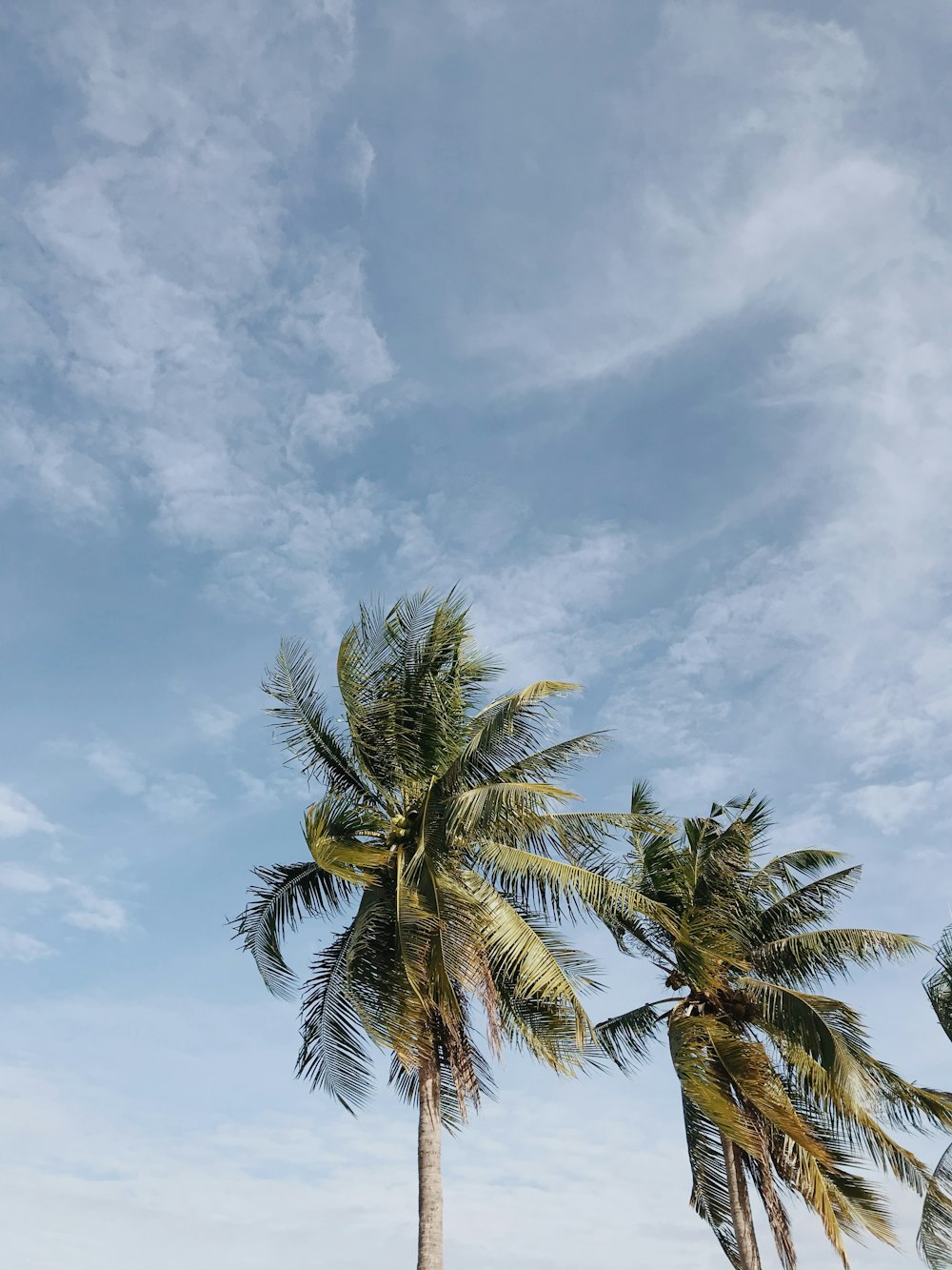 tall coconut trees