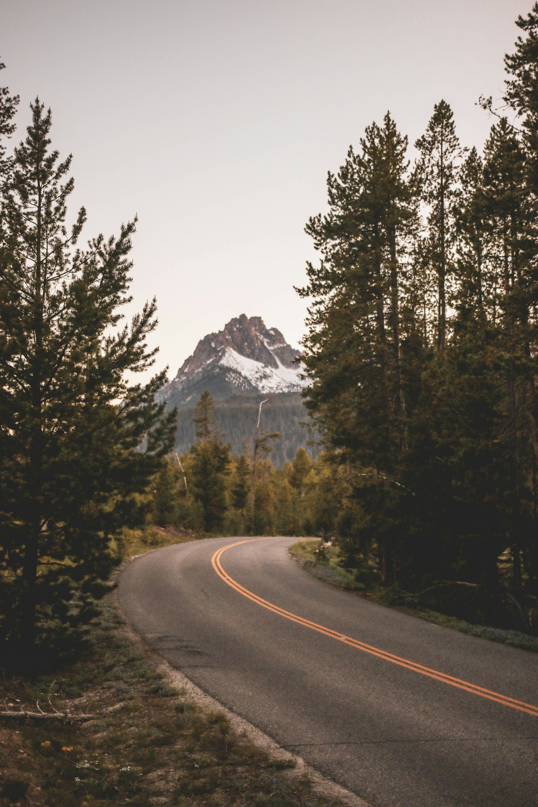 gray cement road lined by trees