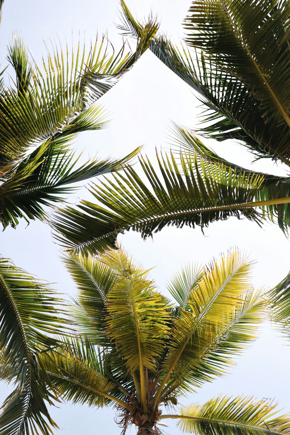 green coconut trees