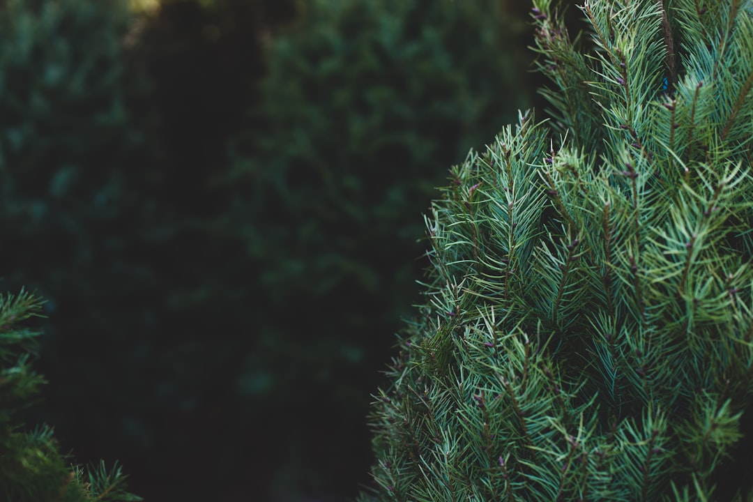 How to Use Evergreen Blog Content to Grow a Creator Membership Program