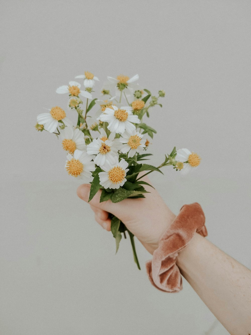 white and yellow petaled flowers