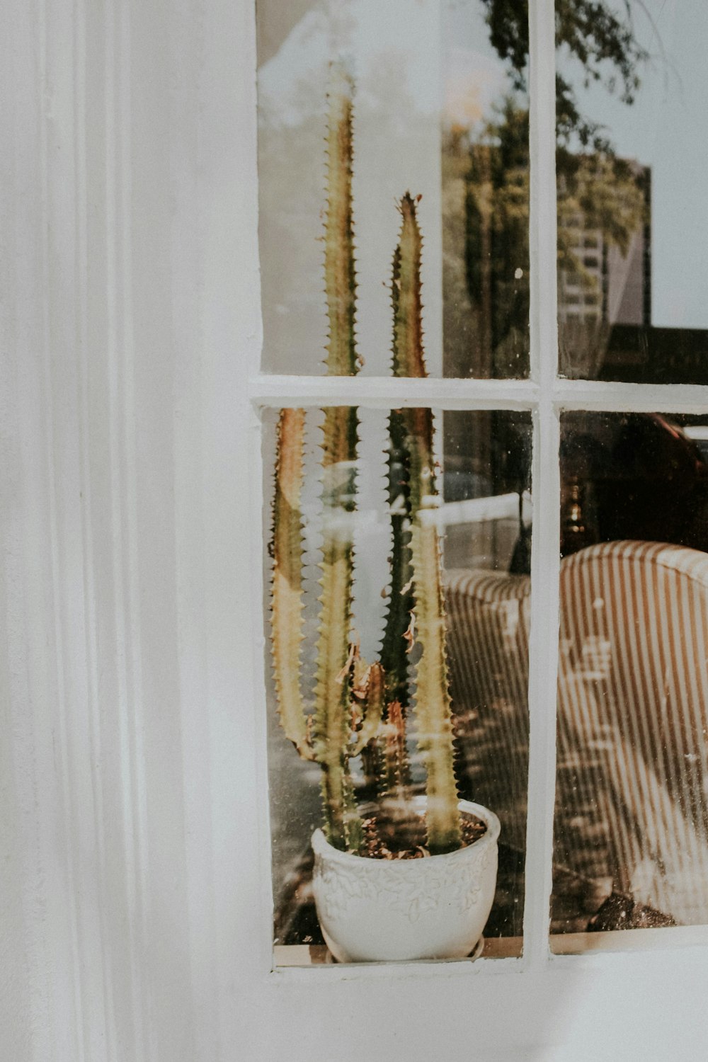 potted cactus on window sill