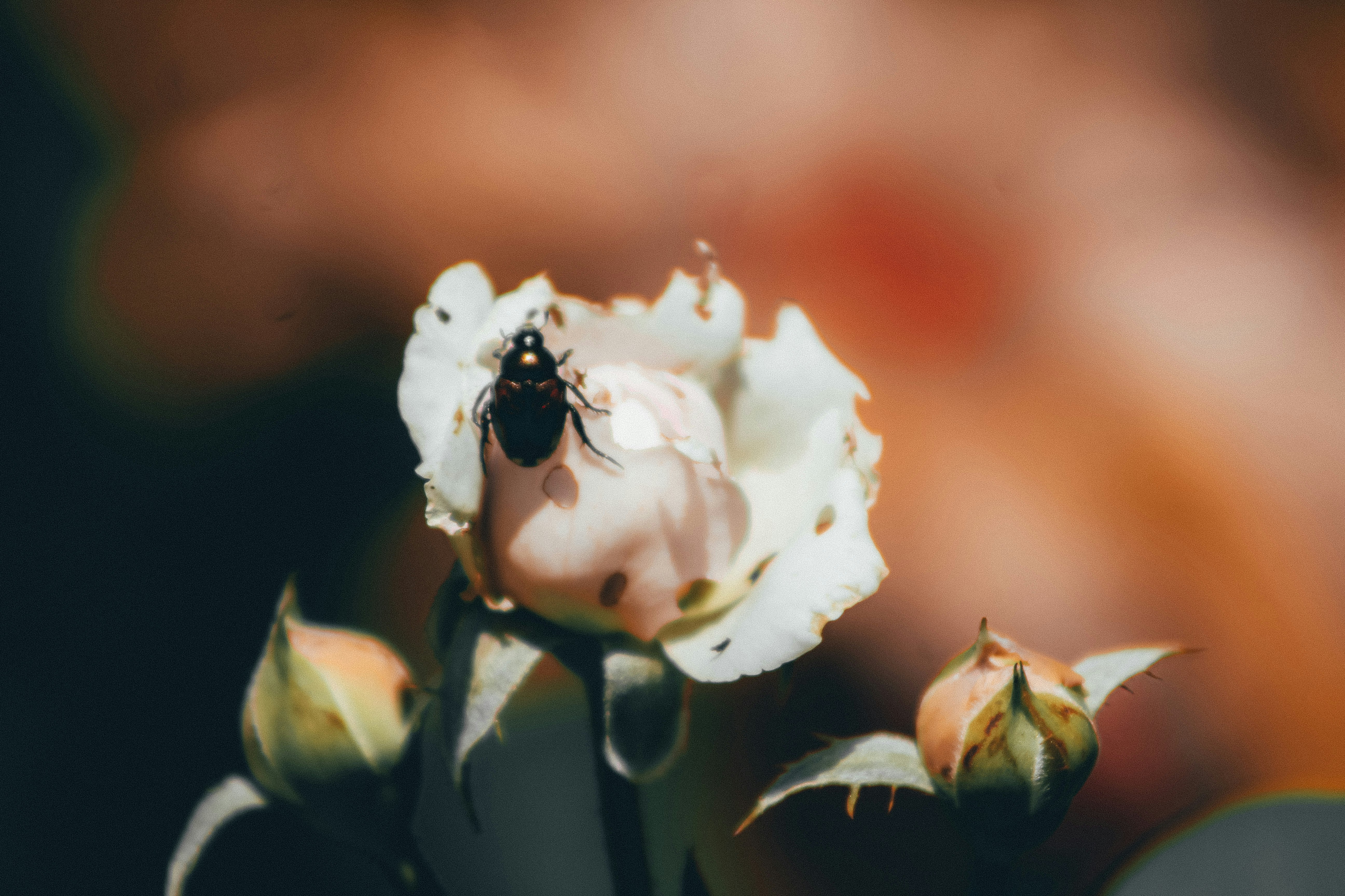 beetle on white rose