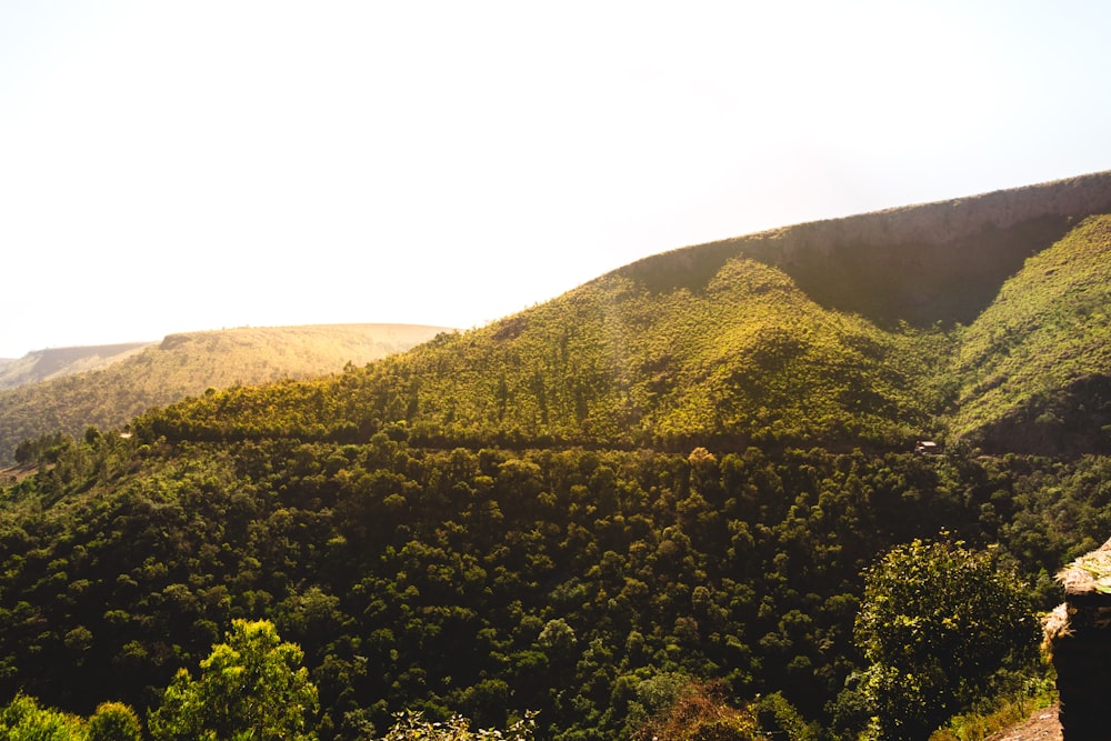 green forest by a hill