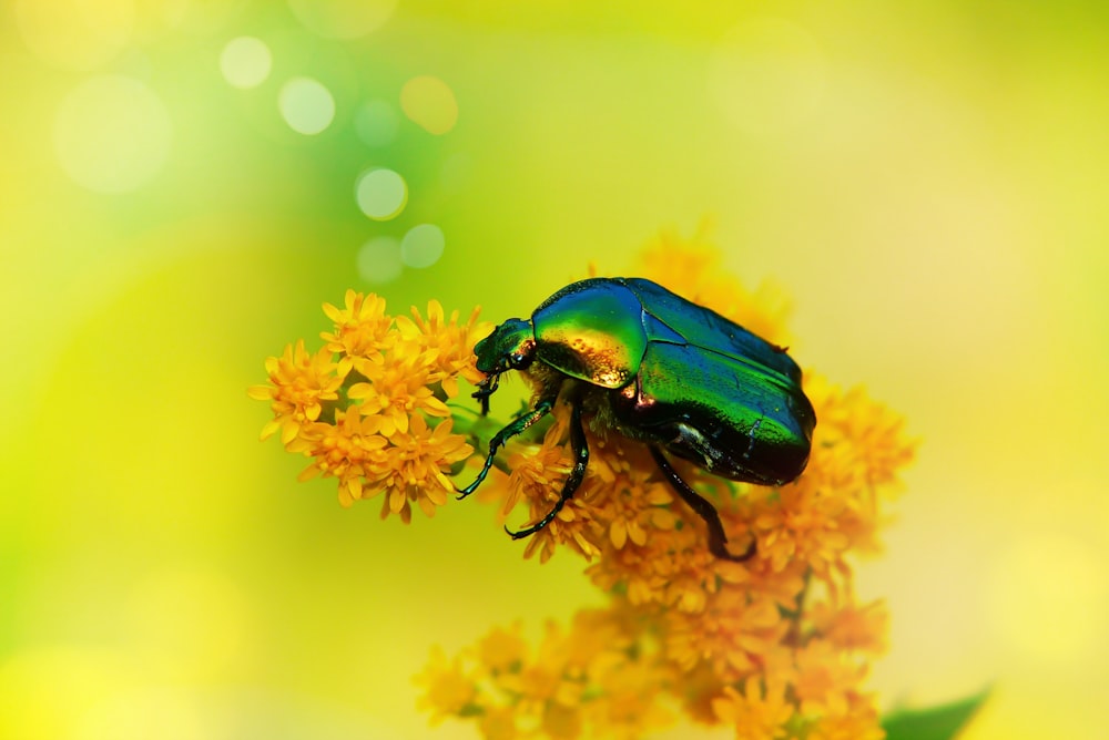 green june beetle