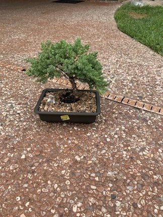 A small bonsai tree placed in a rectangular pot with a pebbled surface. The tree is lush and green, with a sturdy trunk, positioned centrally on a textured, brown stone patio. In the background, there is a patch of green grass adjacent to the patio.