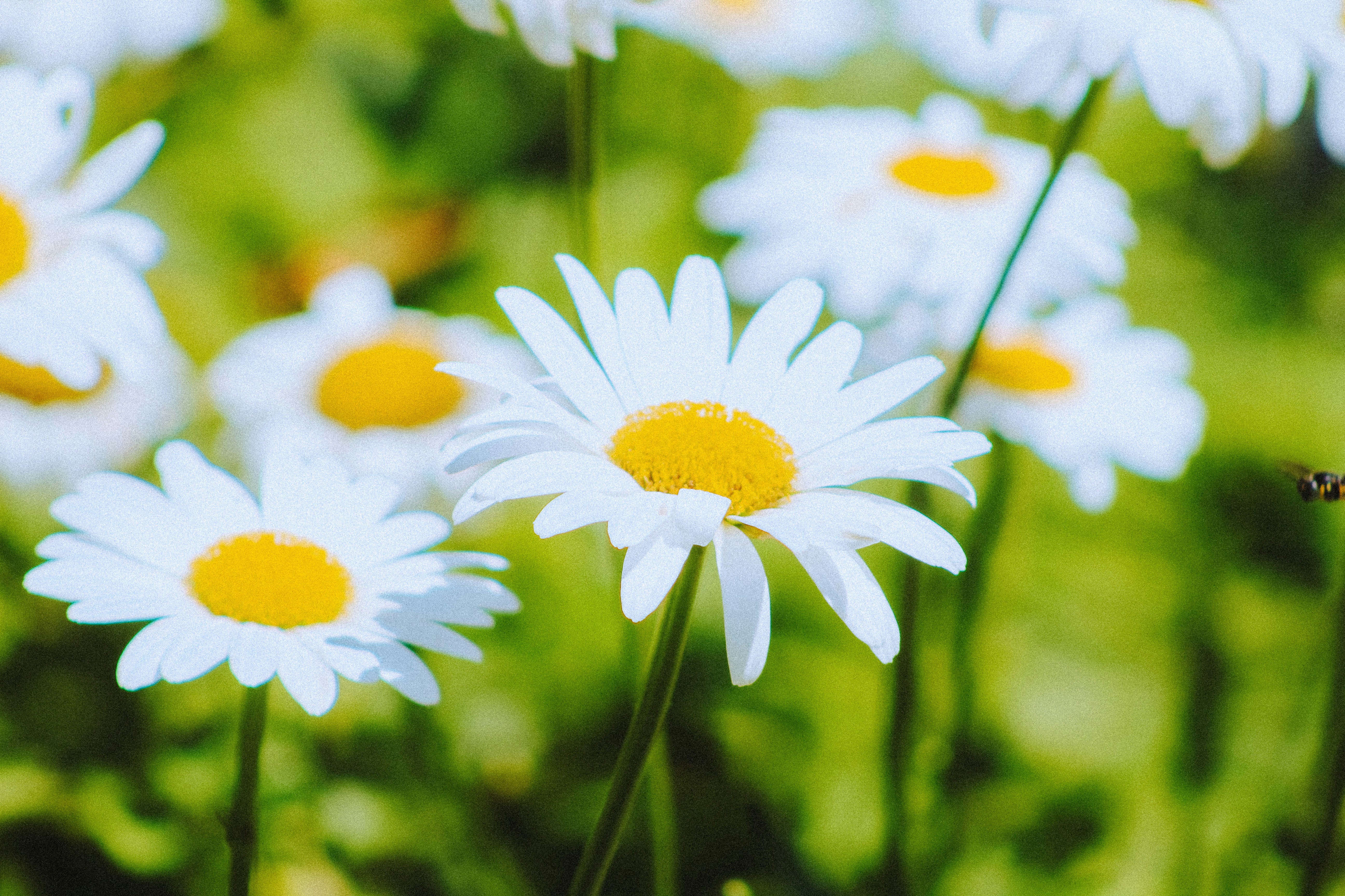 Photo by geoffreykang_21