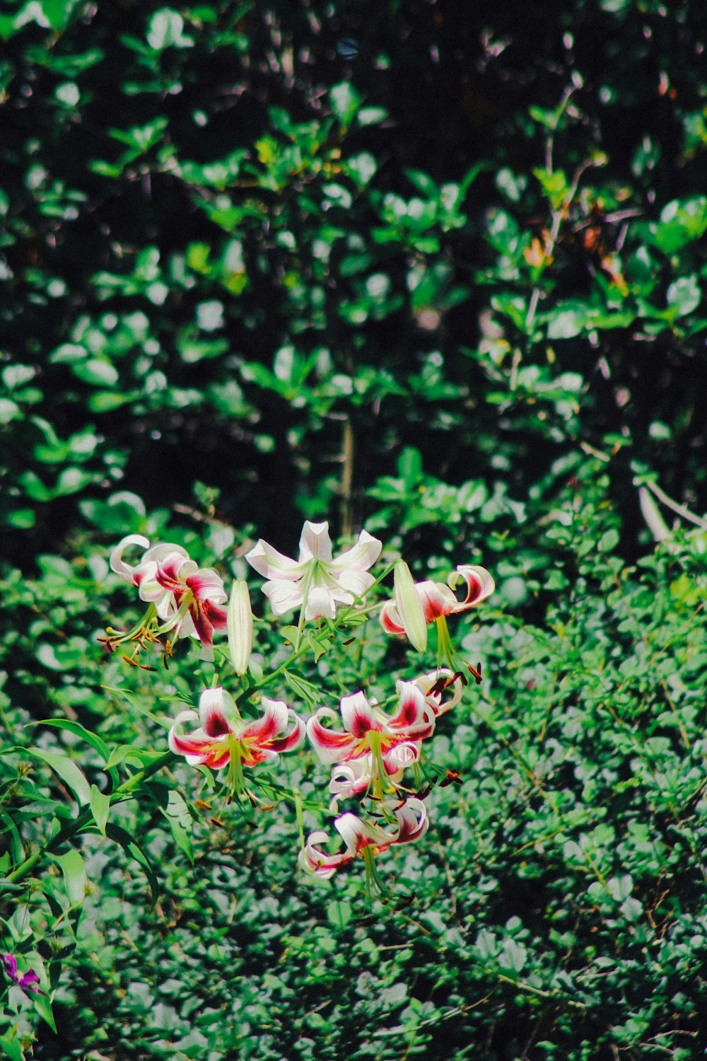 pink and white petaled flowers