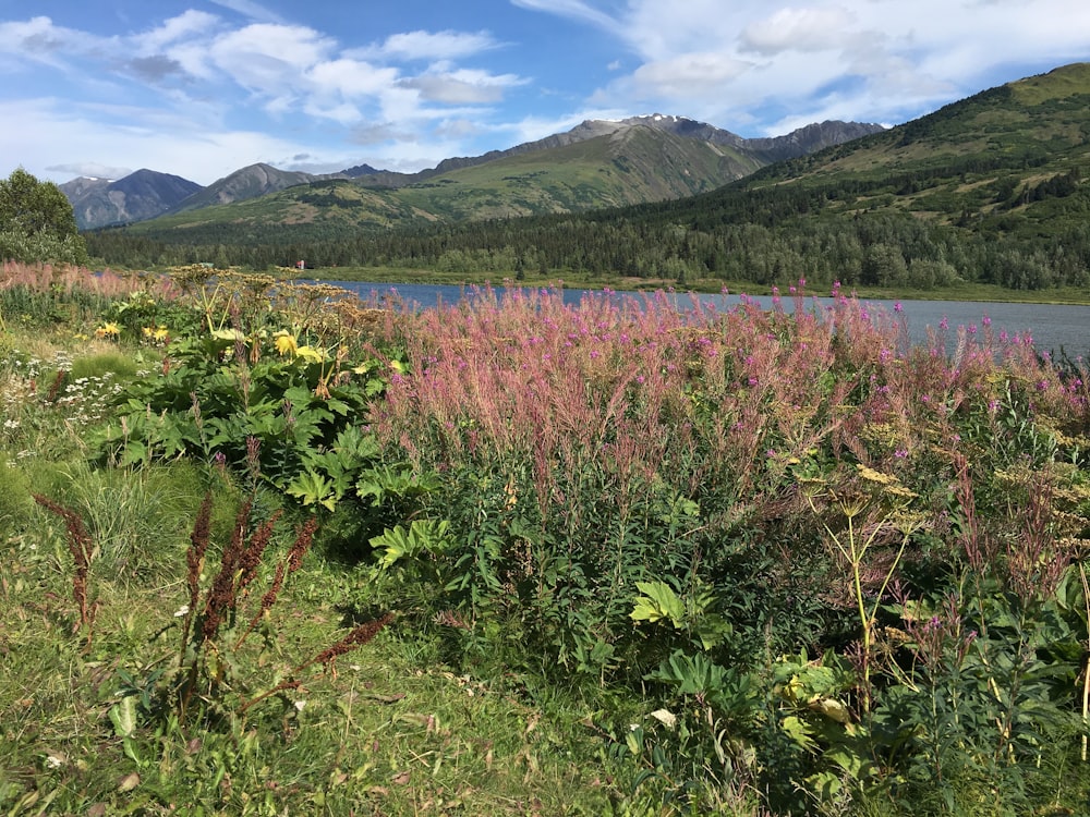 Campo de hierba verde