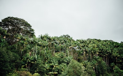 tall trees aesthetically pleasing zoom background