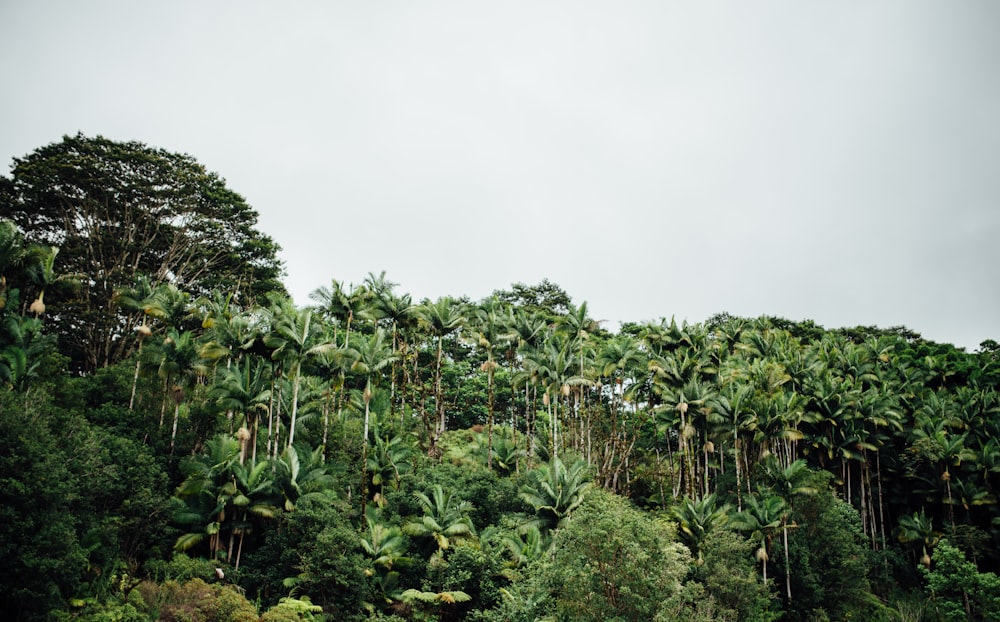 tall trees