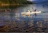 A joyful person paddling on a calm lake with their happy dog harnessed in front.