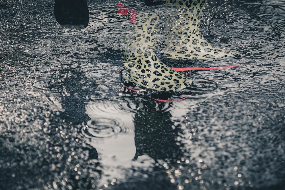 a pair of leopard print rain boots sitting on top of a puddle