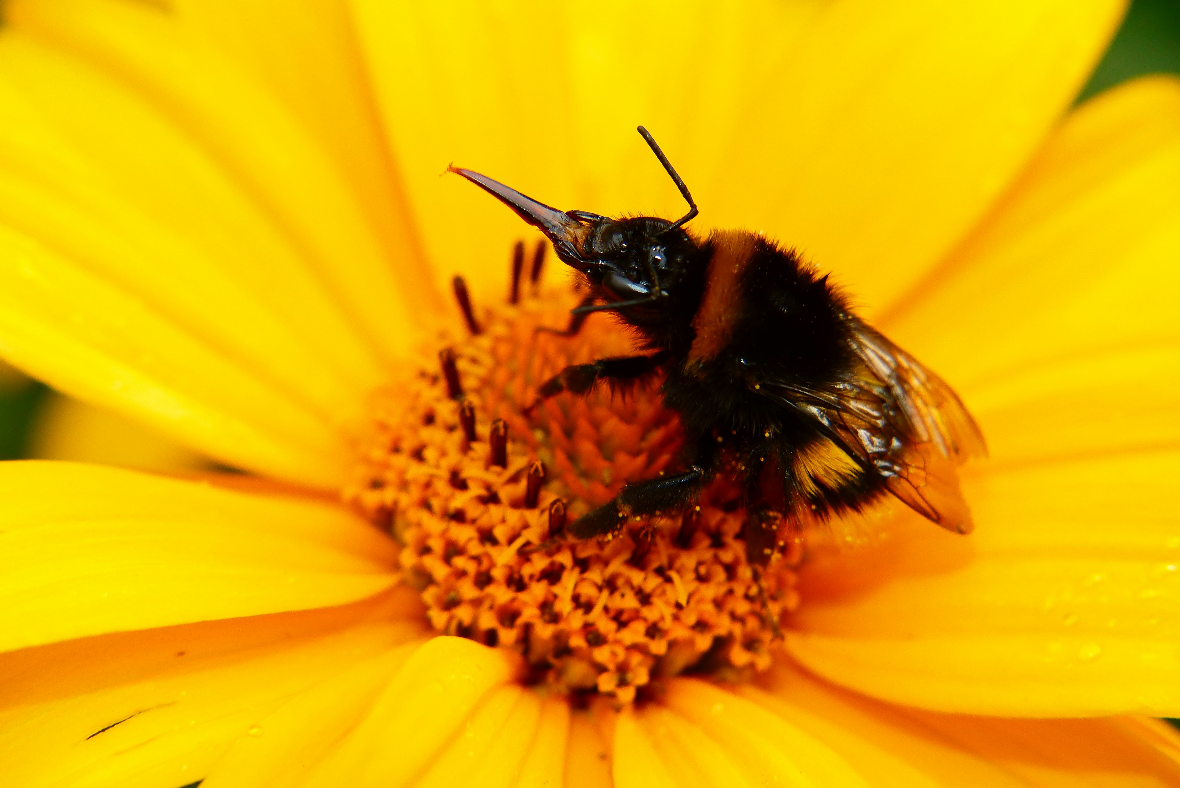 hive