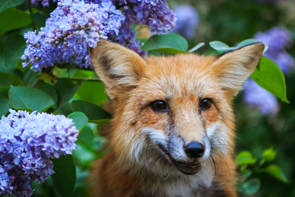 focus photography of red fox