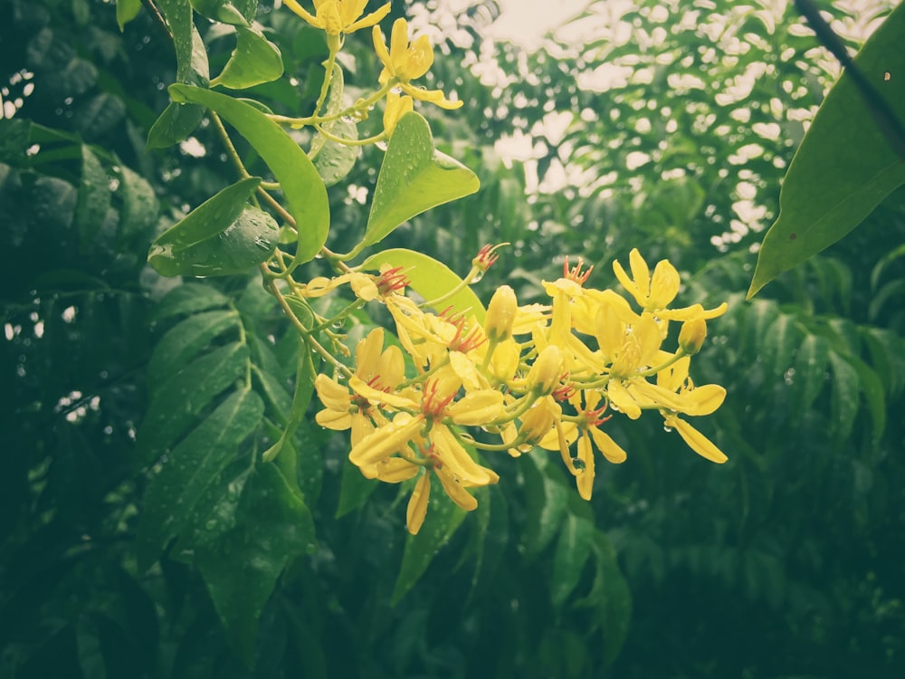 yellow petaled flowers