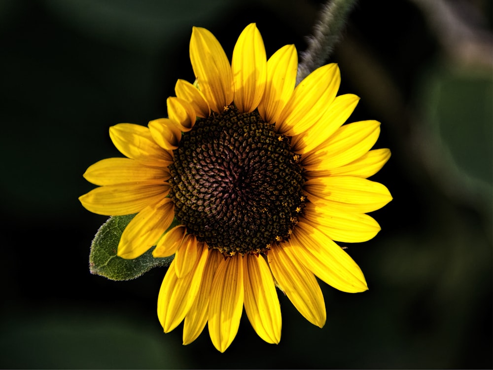 yellow and brown sunflower