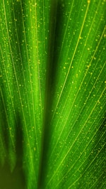 green leaf