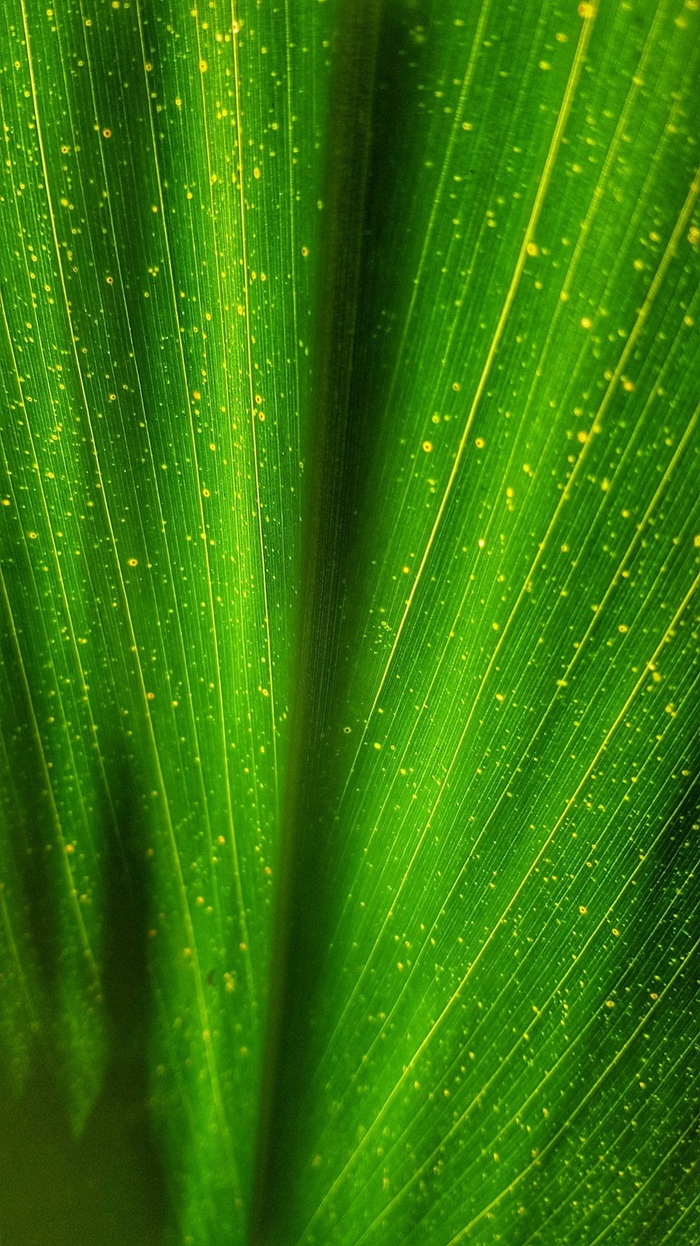 green leaf