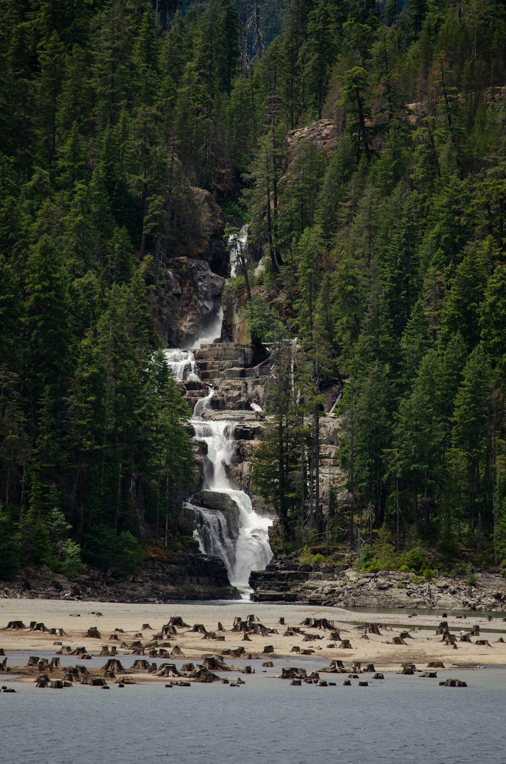 pine trees and waterfall