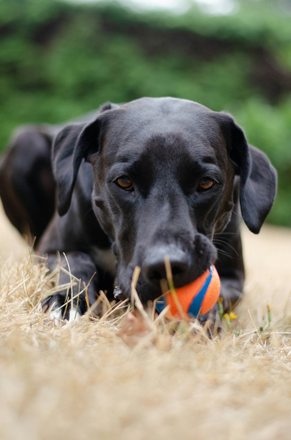 short-coated black dog lying on grass biting ball