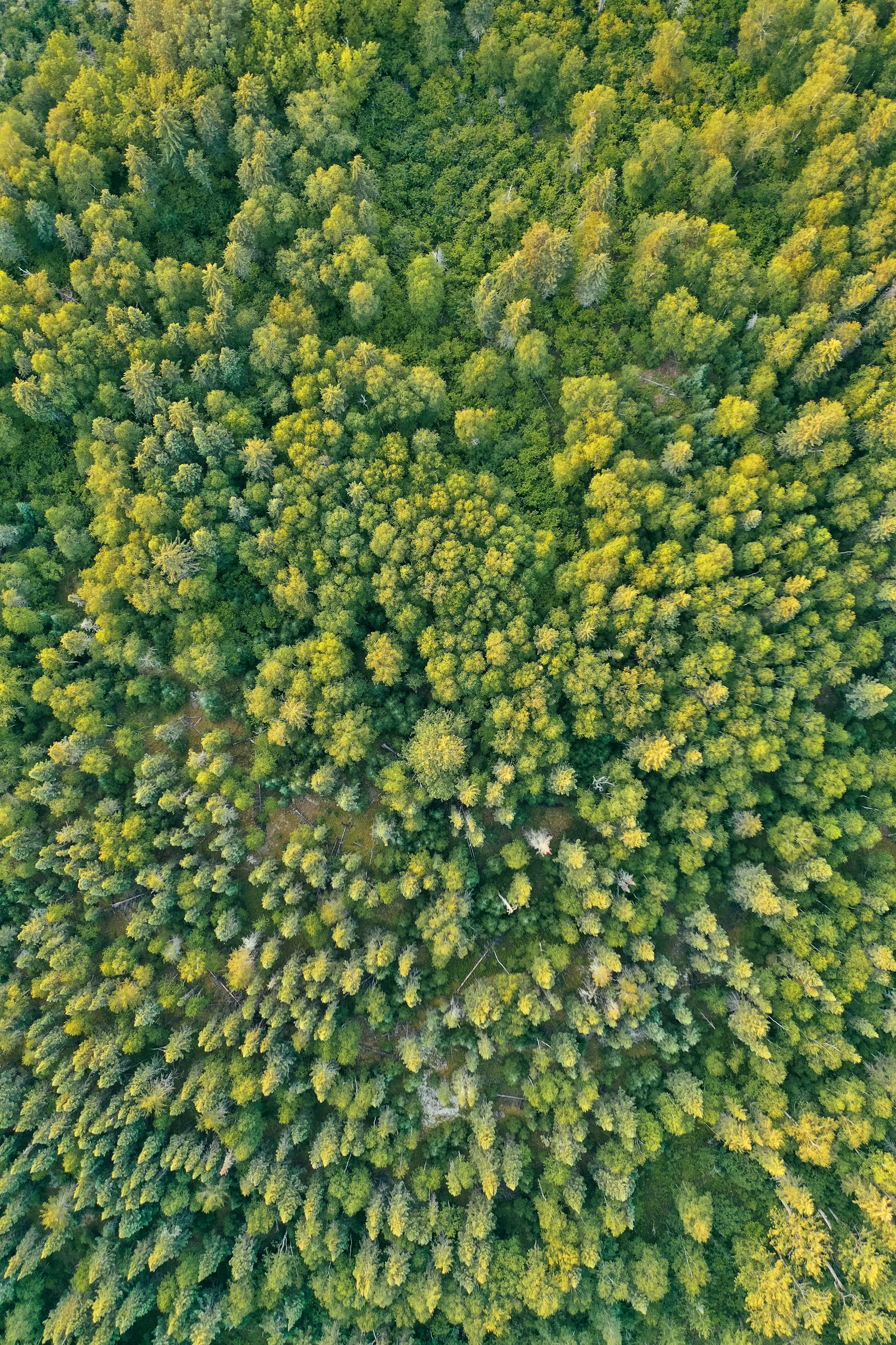 green leafed trees