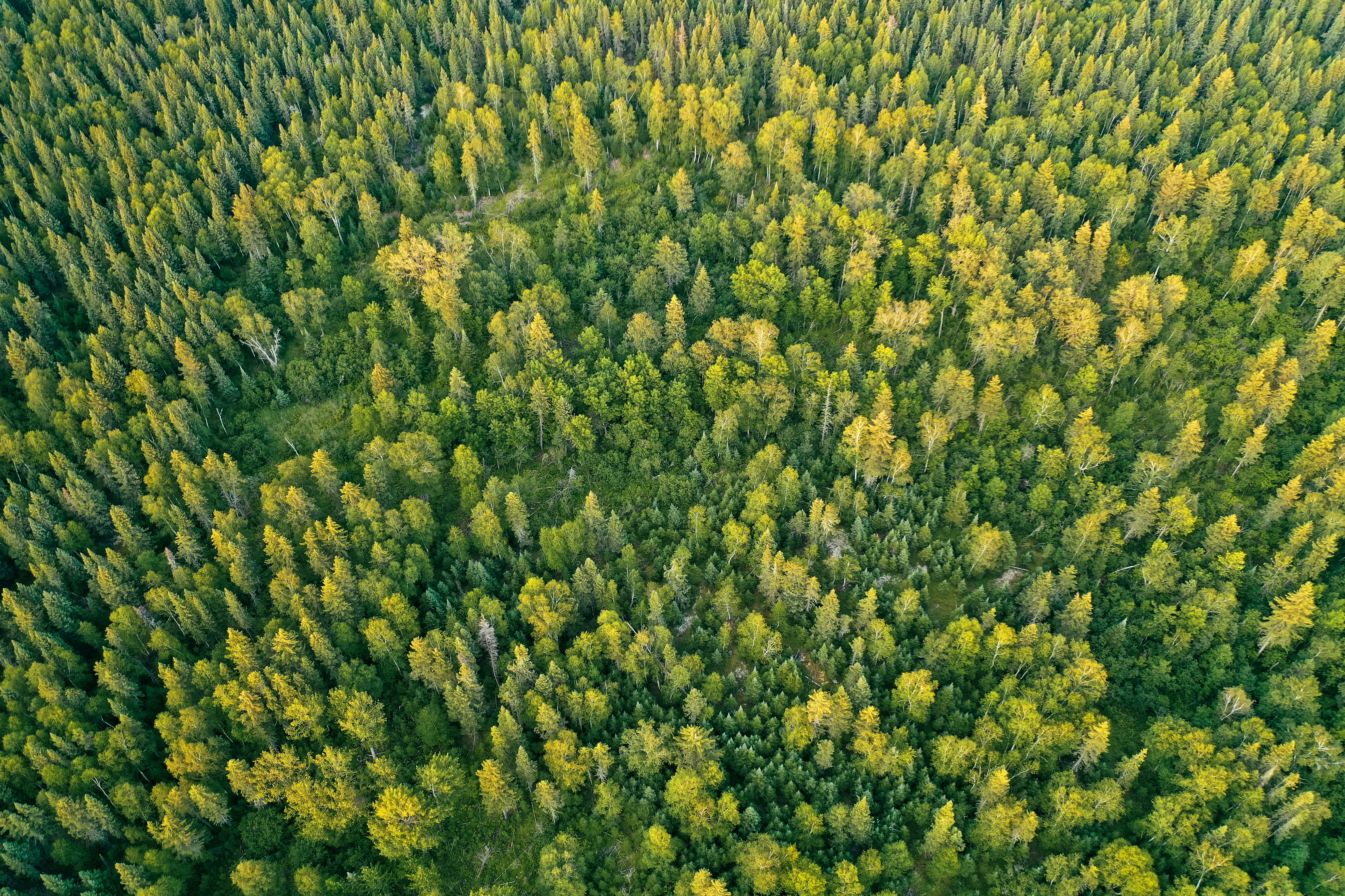 field of green trees