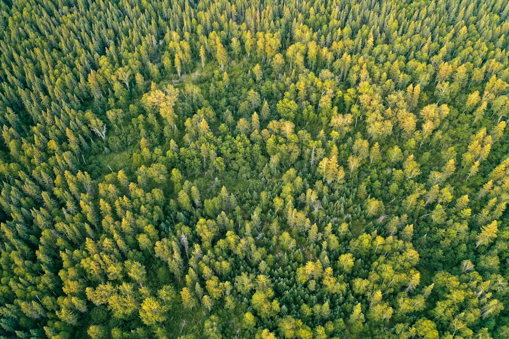 Campo de árvores verdes