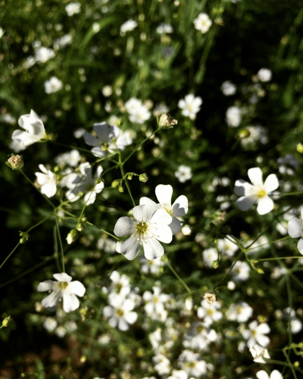 Flores blancas